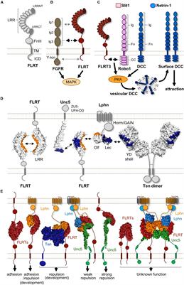 FLRTing Neurons in Cortical Migration During Cerebral Cortex Development